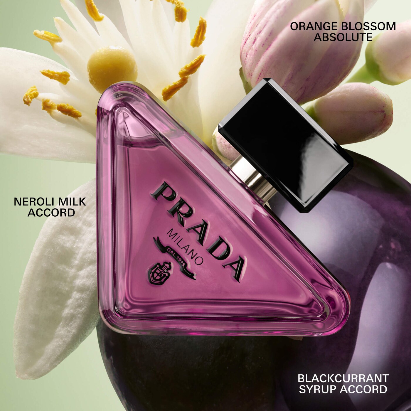 Prada Paradoxe Sweet Chemistry Eau de Parfum with Blackcurran Prada Paradoxe Sweet Chemistry Eau de Parfum with Blackcurran